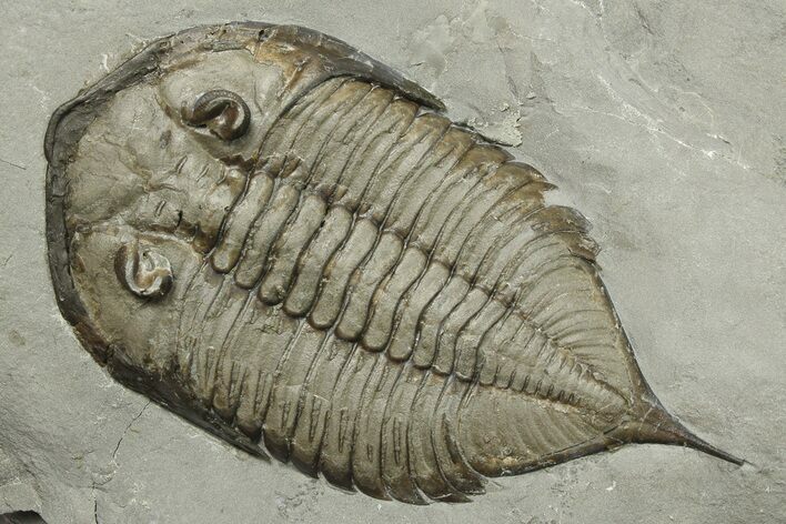 Dalmanites Trilobite Fossil - New York #270219